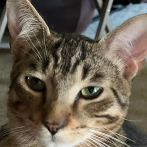 Meet your Posher, Geneva